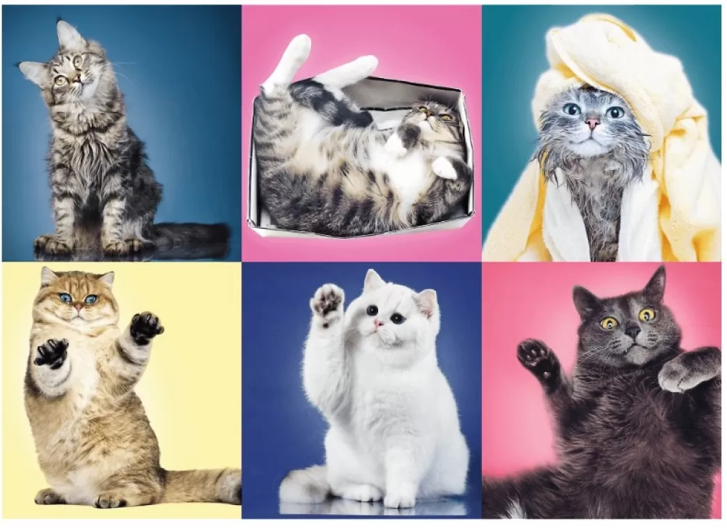 Trefl Kattenpuzzels>: Kittens (500) Kattenpuzzel