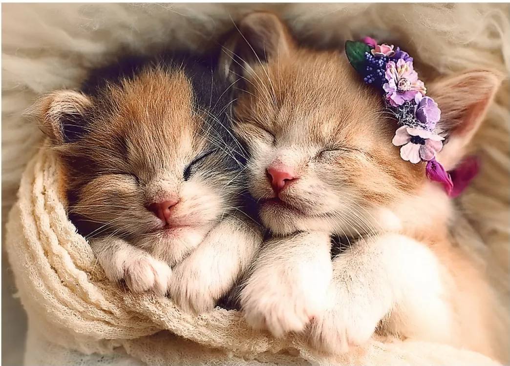Trefl Kattenpuzzels>: Sleeping Kittens (500) Kattenpuzzel