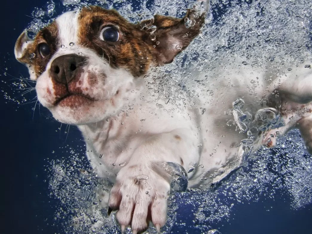 Tucker's Fun Factory Hondenpuzzels>Tucker Fun Factory: Underwater Dogs (100) 3D Legpuzzel